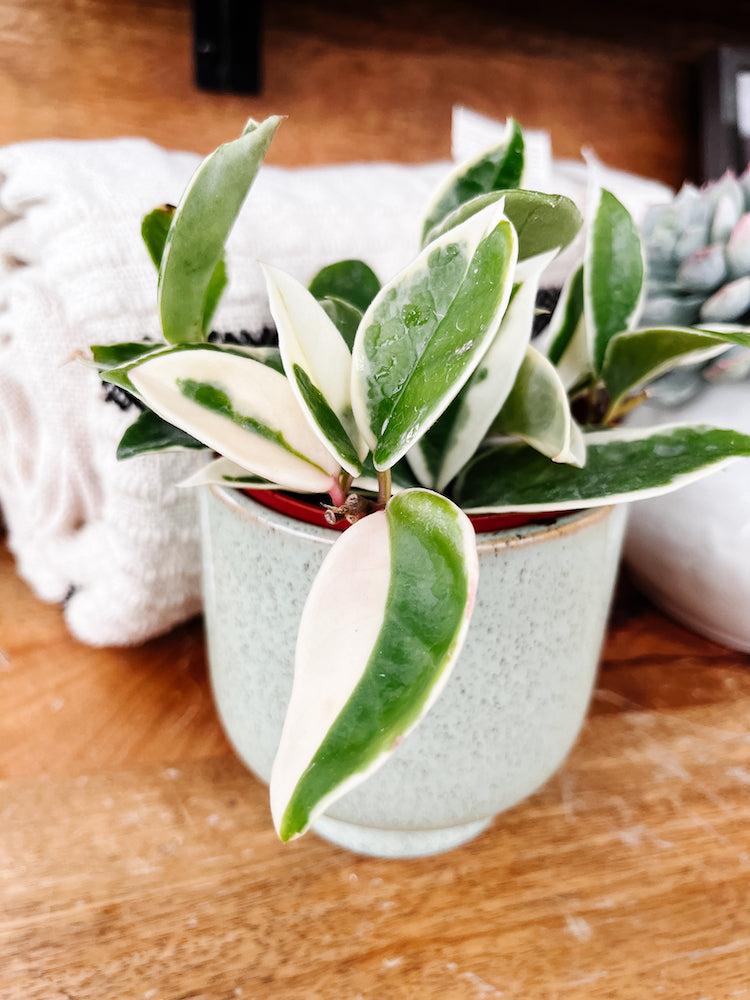Hoya – Anna's Garden, Home & Wellness