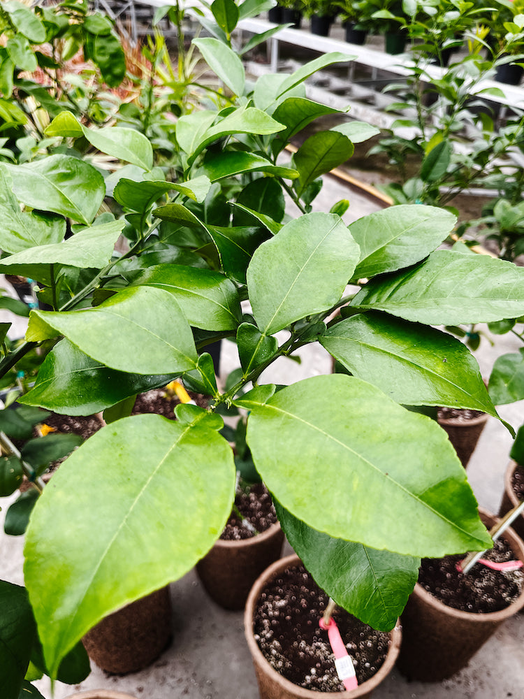 Lunar lemon, Ornamental citrus plants