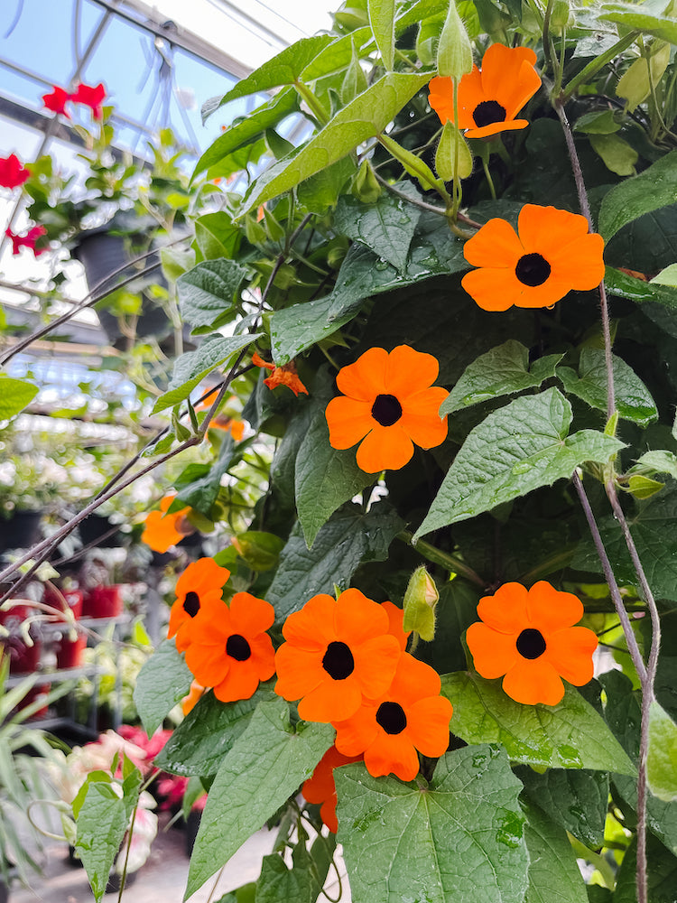 Black-Eyed Susan Vine – Anna's Garden, Home & Wellness