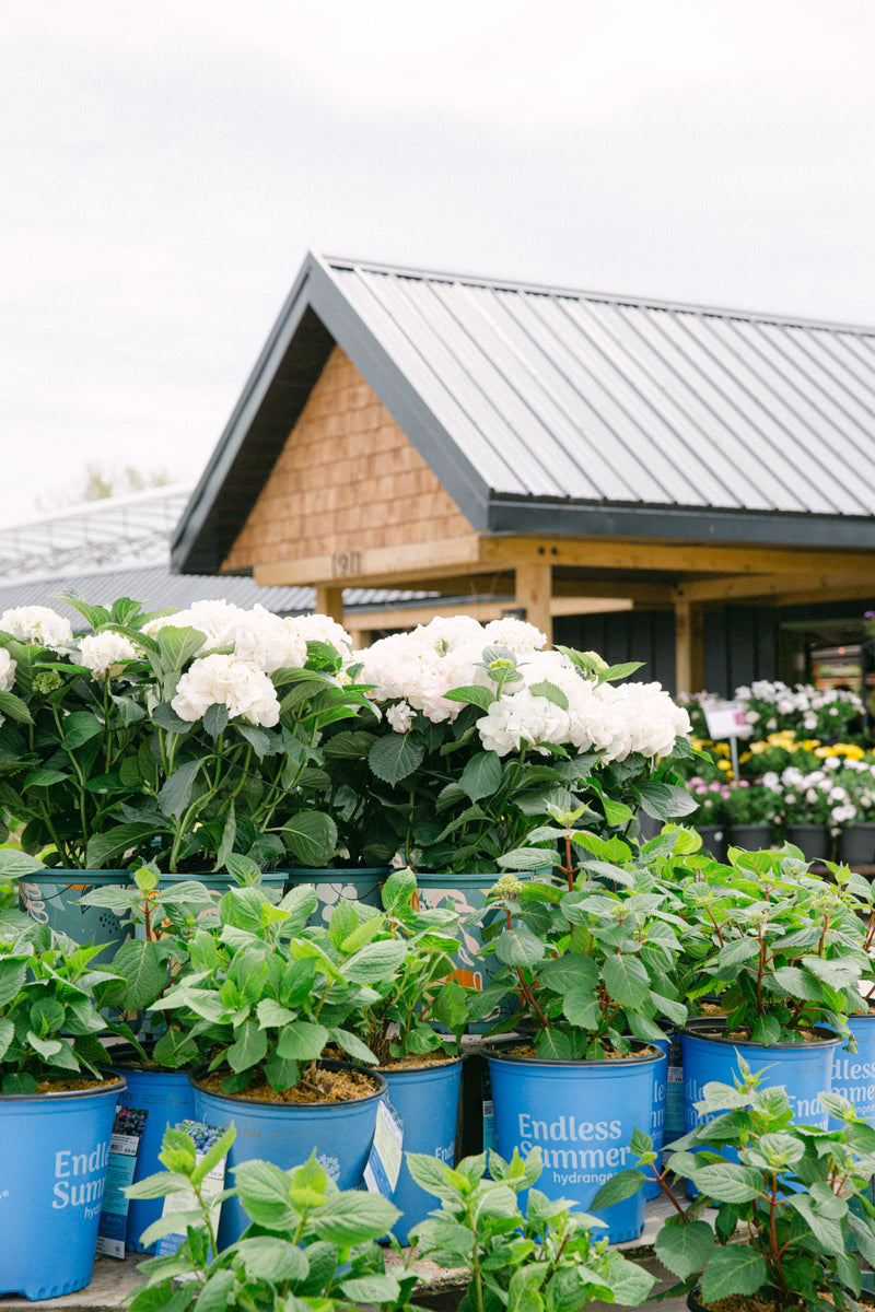 Perennial Hydrangeas (Hydrangea macrophylla) – Anna's Garden, Home