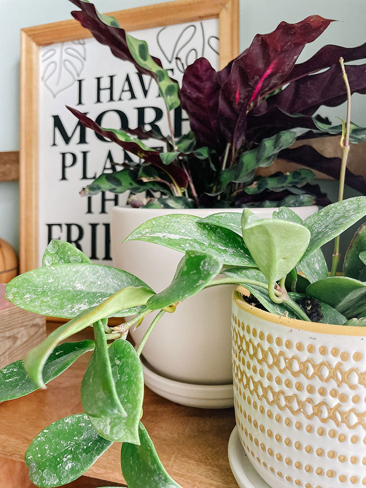 A Plant Lovers Gift Guide – Anna's Garden, Home & Wellness