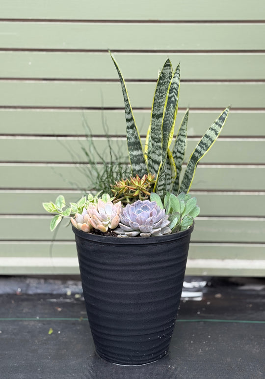 11” Dune Succulent Mix (Sun / Part Shade)