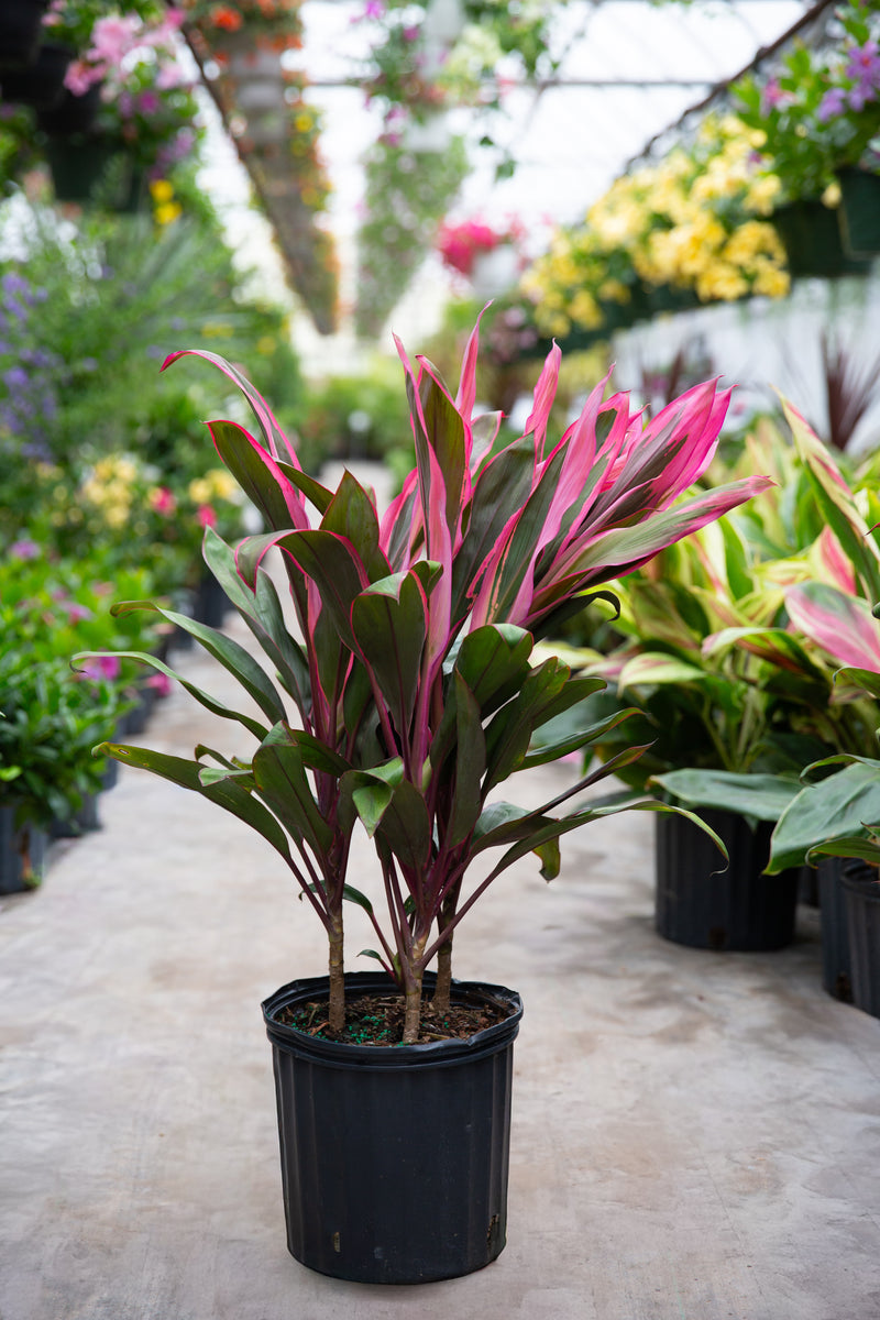 indoor cordyline plant care 10" Cordyline Maria – Anna's Garden, Home & Wellness