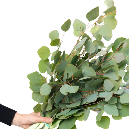 Silver Dollar Eucalyptus Bundle