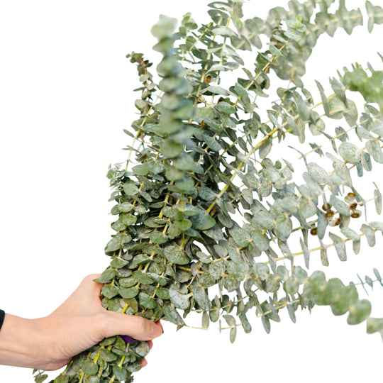 Baby Eucalyptus Bundle