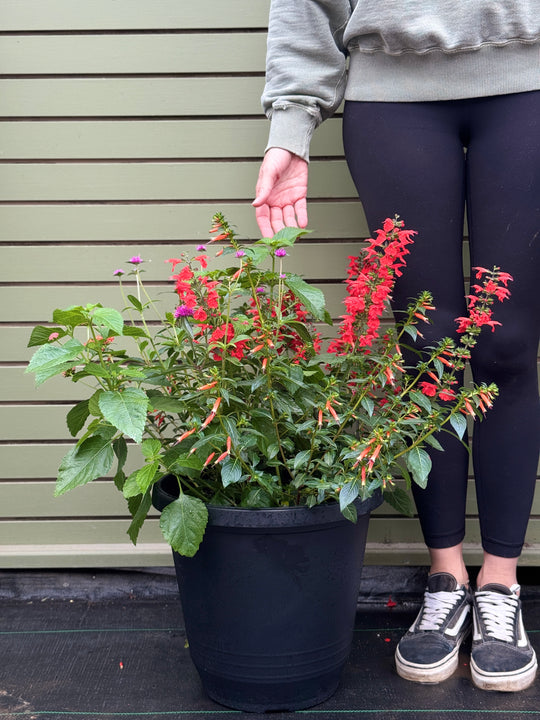 14” Round Butterfly Pollinator Planter