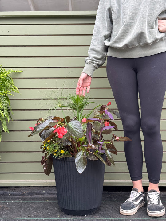 14” Round Dragonwing Begonia: Full Sun/Partial Shade (Multiple Colours)