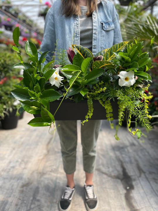 24” Tropical Window Box: Full Sun/Partial Shade (Multiple Colours)