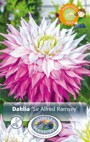 Dahlia Decorative Sir Alfred Ramsey Bulbs
