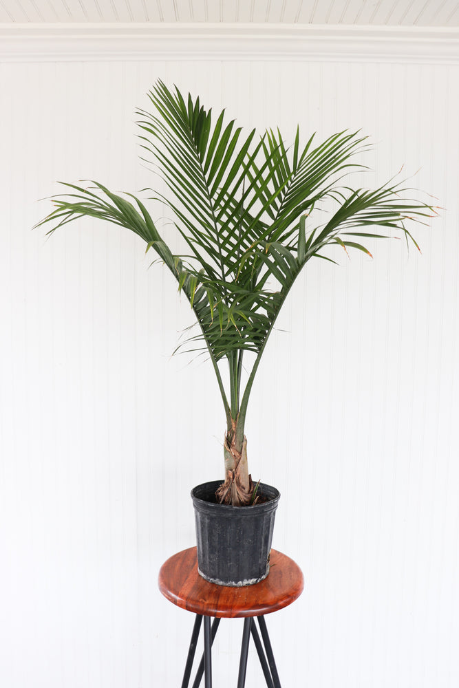 10" Spindle Palm Tree 3G