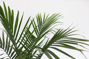 10" Spindle Palm Tree 3G