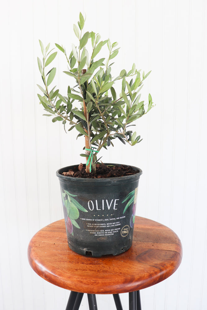 1G Olive Tree