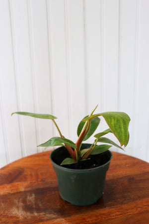 4" Painted Lady Philodendron