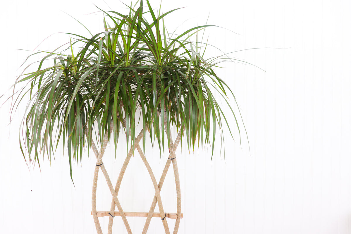 dracaena marginata bush vs open weave 10" Dracaena Marginata Open Weave Braid – Anna's Garden, Home & Wellness