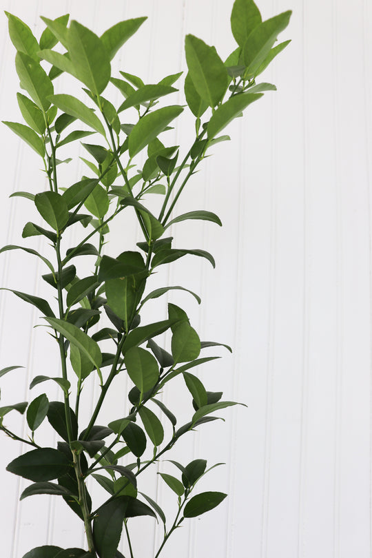 5G Standard Key Lime Tree
