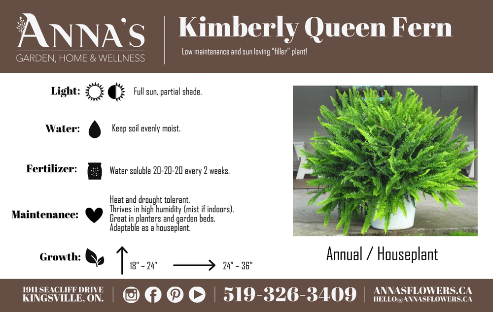 10" Kimberly Queen Fern