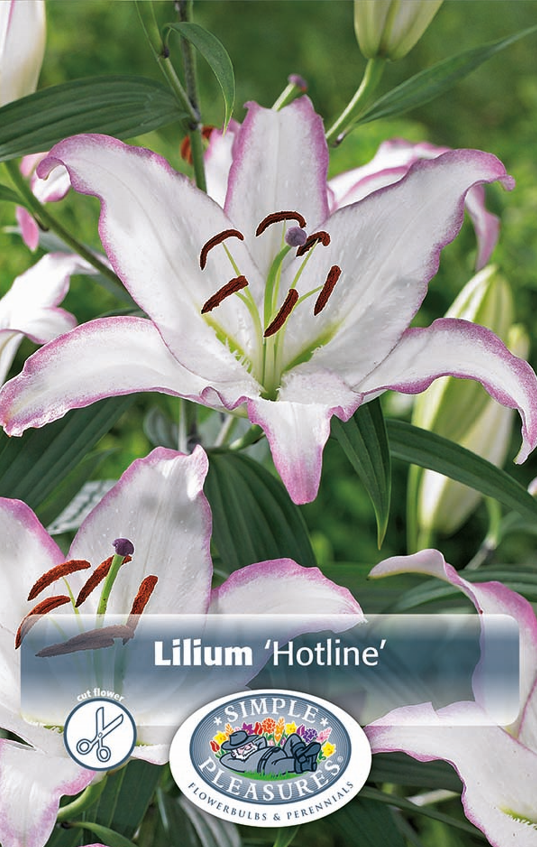 Lilium Oriental Hotline Bulbs