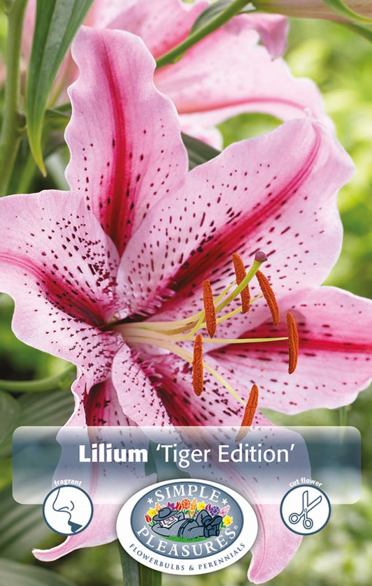 Lilium Tiger Splendens Bulbs