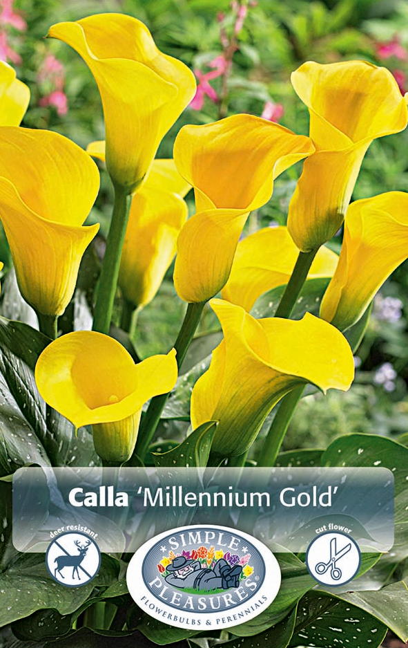 Calla Millenium Gold Bulbs