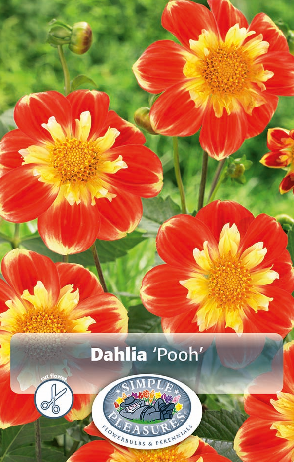 Dahlia Mignon Pooh Bulbs