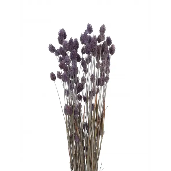 Phalaris Grass Light Purple 2 oz.