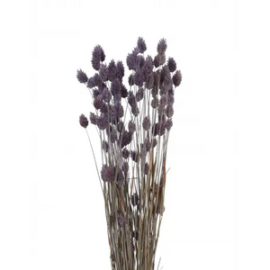 Phalaris Grass Light Purple 2 oz.