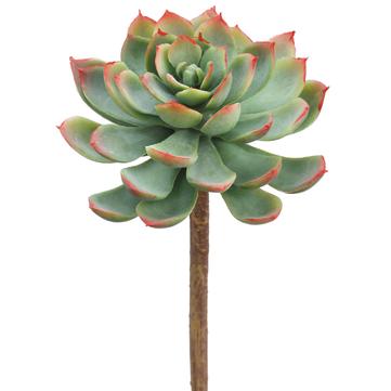 7"Soft Touch Echeveria Pick- Florals and Foliage