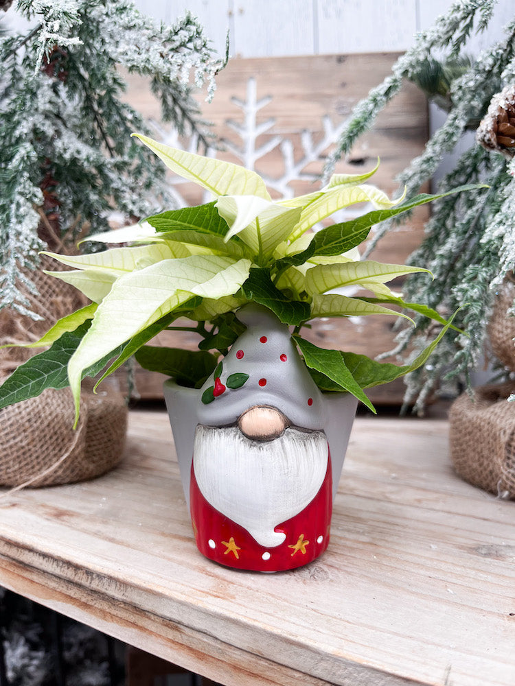 Embracing holiday cheer: Mini Poinsettias