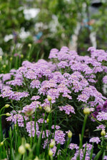 Perennials in Bloom & Moments in the Garden