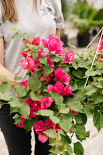 Bougainvillea