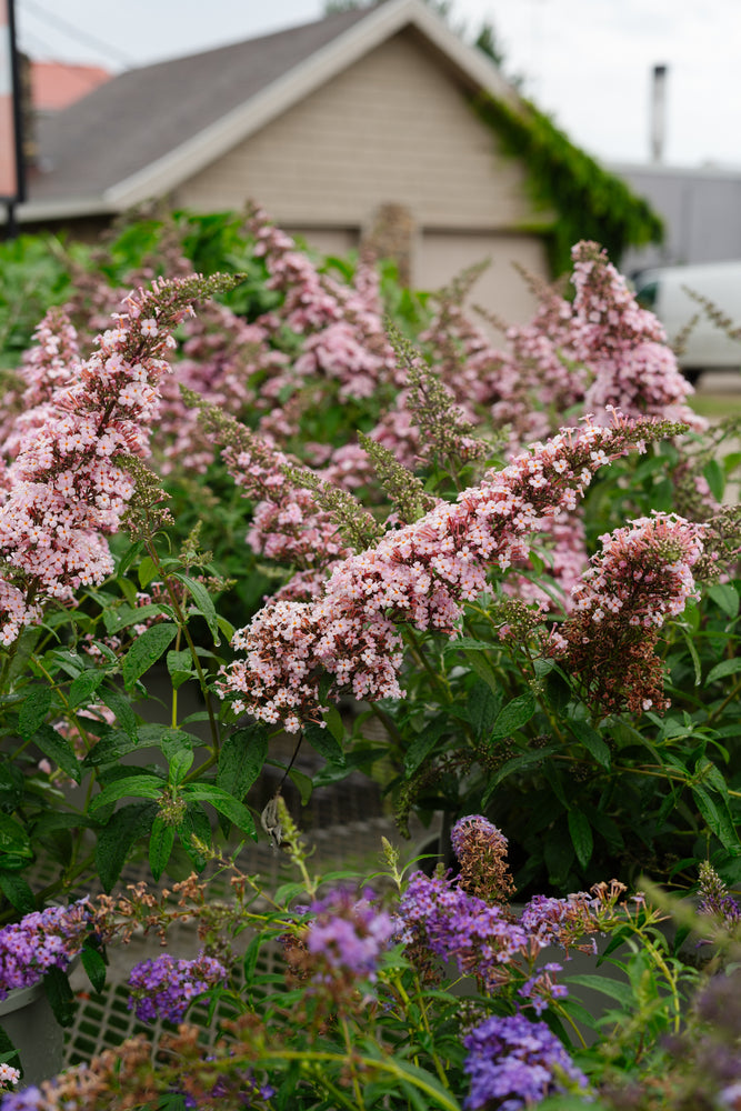 Butterfly Bush