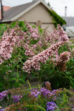 Butterfly Bush