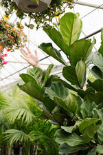 Fiddle Leaf Fig