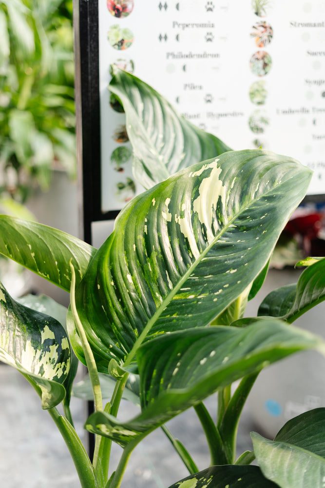 Dieffenbachia Puerto Rico