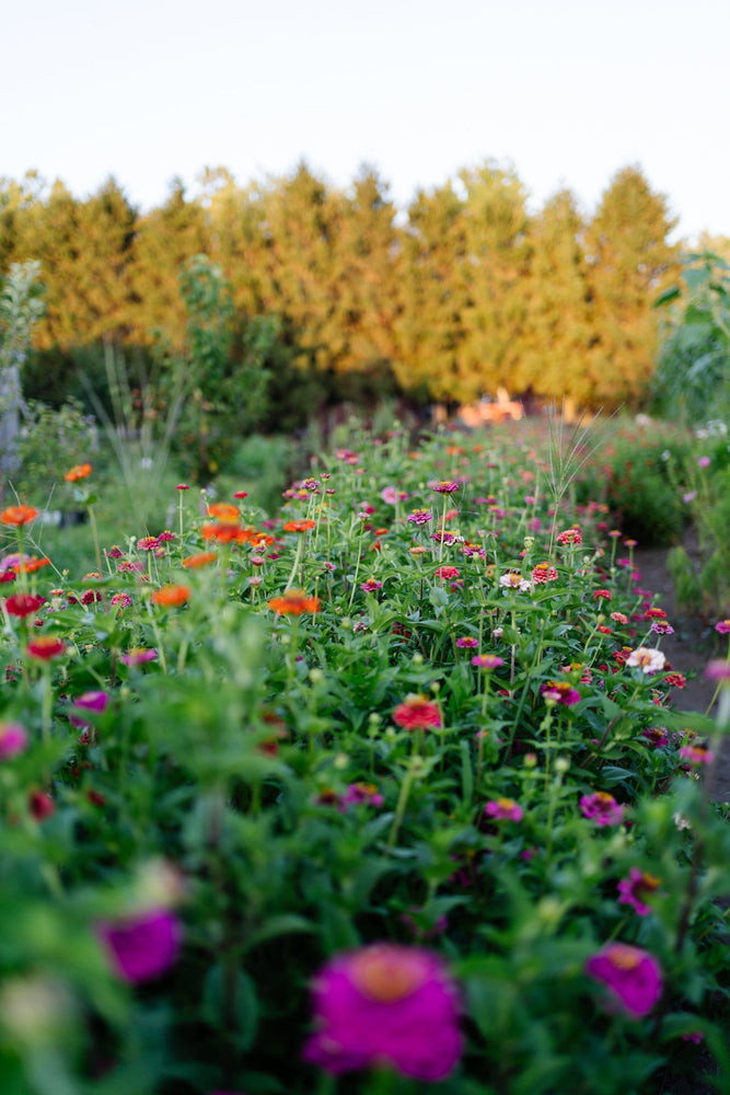 Spring Garden Planning: Dreaming Up Your Perfect Garden