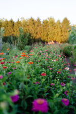 Spring Garden Planning: Dreaming Up Your Perfect Garden