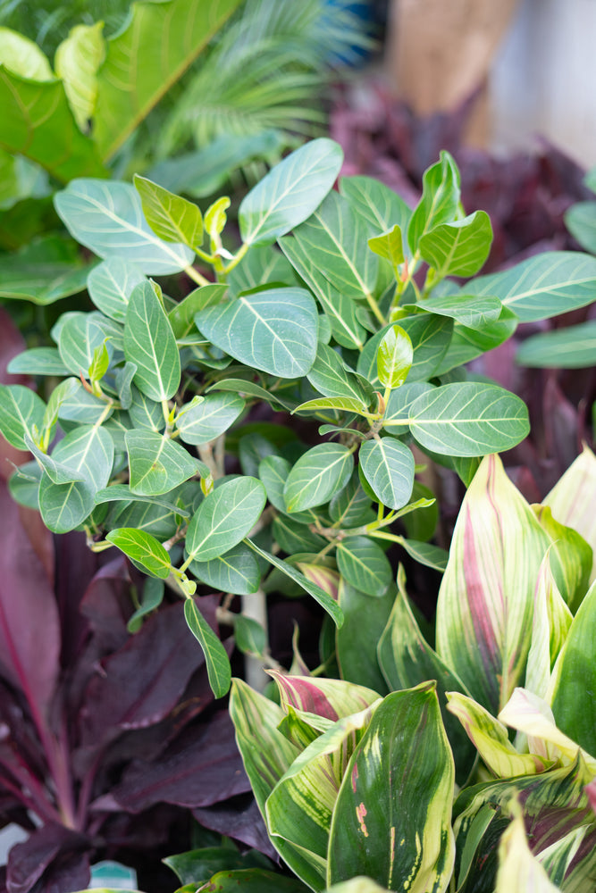 Ficus Audrey