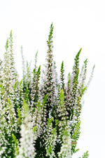 Calluna Vulgaris: Heather