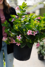 Bluephoria™ Dipladenia