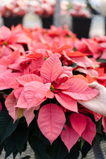 Poinsettia