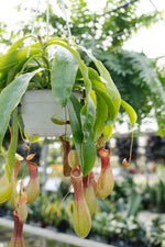 Pitcher Plant