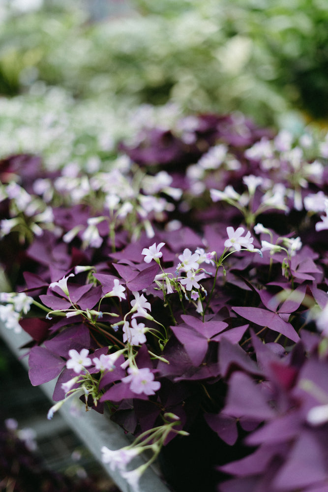 Shamrock Plants