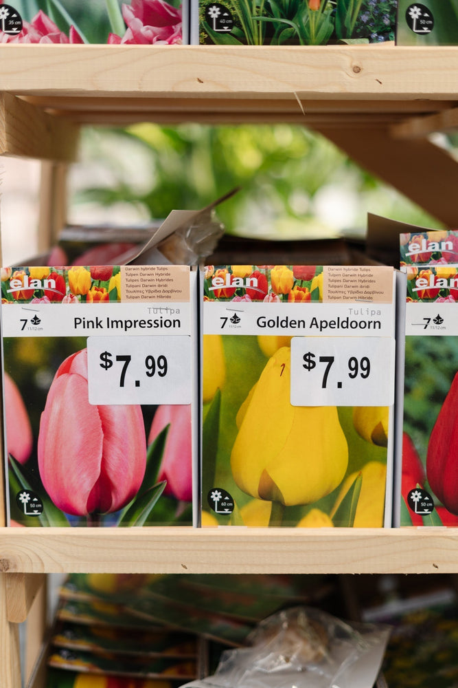 Fall Bulbs | Spring Blooms