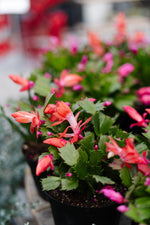 Christmas Cactus