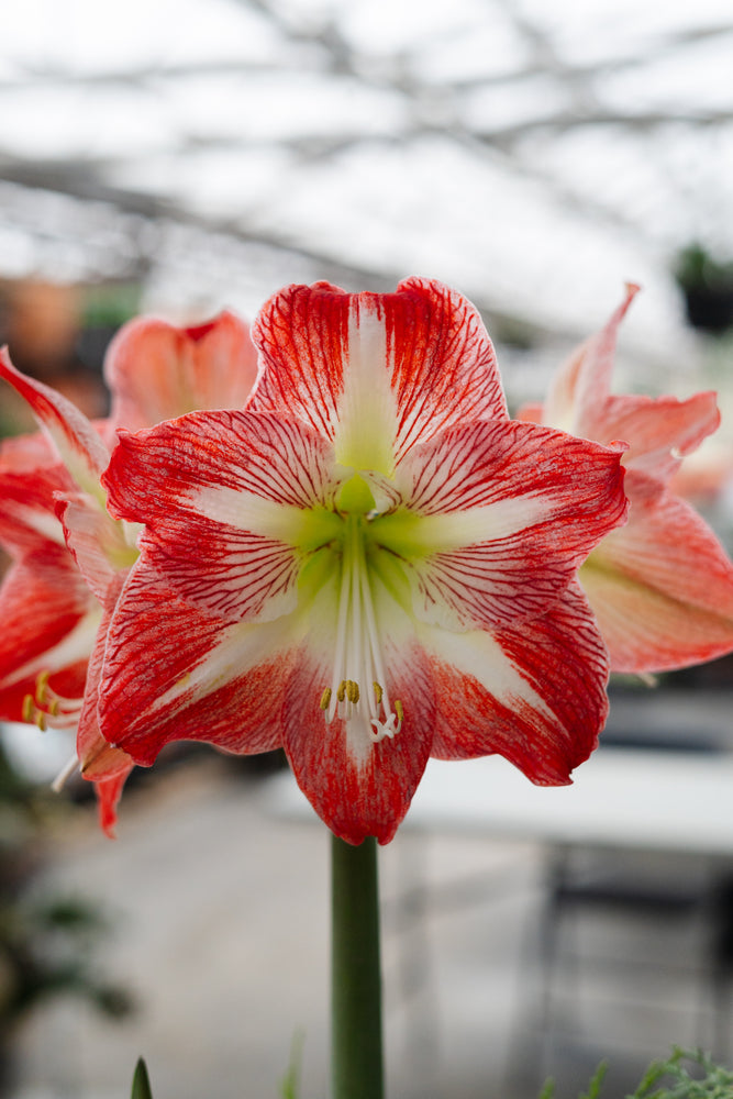 Amaryllis