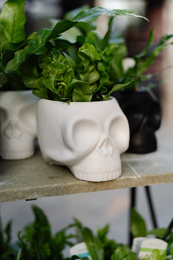 Halloween Gift Plants