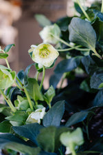 Hellebore