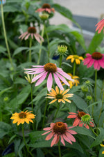 Echinacea | Coneflowers