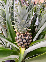 Pineapple Plant