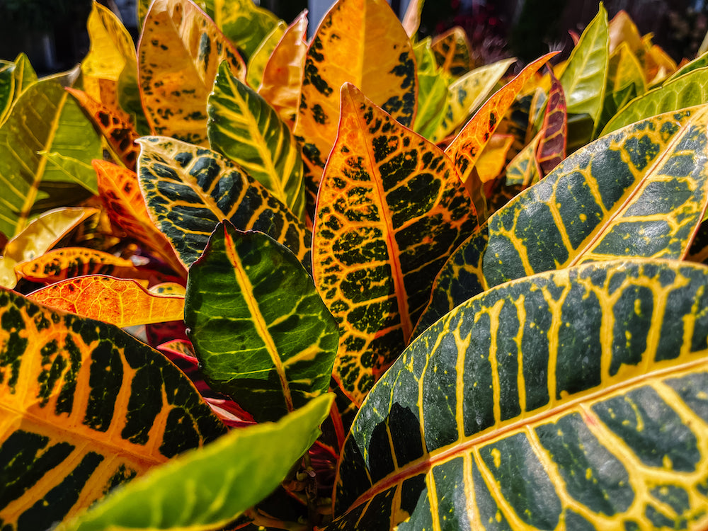 How to Grow + Care for Croton Plants